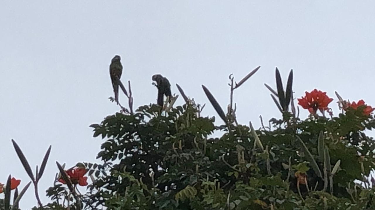 Vivenda Dos Guaranys -Um Projeto Ecologico - Casa Villa Conservatória Kültér fotó